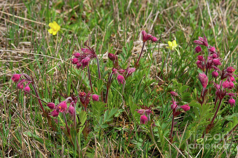 Prairie Smoke wildflowers in spring Photograph by Les Palenik