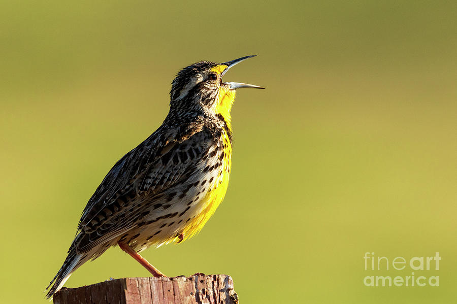 Prairie Songbird Photograph by Aaron Whittemore