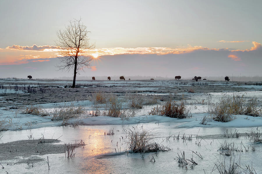 Prairie Spring Photograph by Carol C Fine Art America