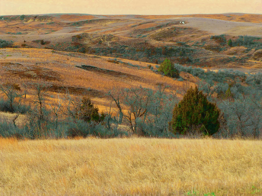 Prairie Springtime Reverie Photograph by Cris Fulton