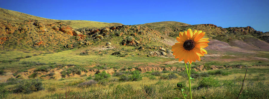 Sunflower Photograph - Prairie Sunflower by Ashley Noble