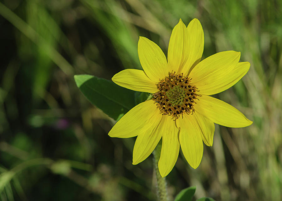 Prairie Sunflower Photograph by Rick Mosher