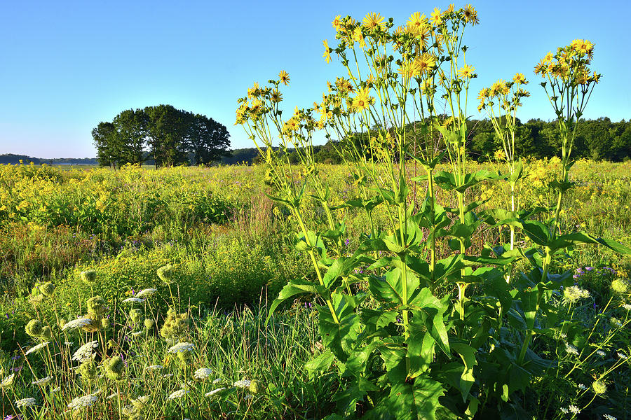 Prairie Sunflowers in Chain-O-Lakes Photograph by Ray Mathis
