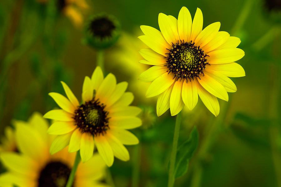 Prairie Sunflowers  Photograph by John De Bord