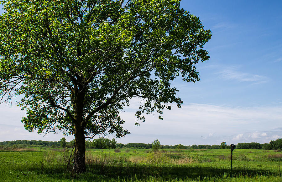 Prairie Tree Photograph by Doug Daniels - Fine Art America