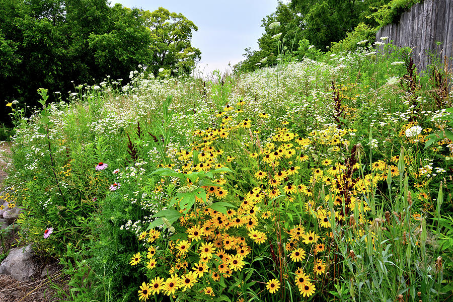 Prairie View Wildflowers Photograph by Ray Mathis