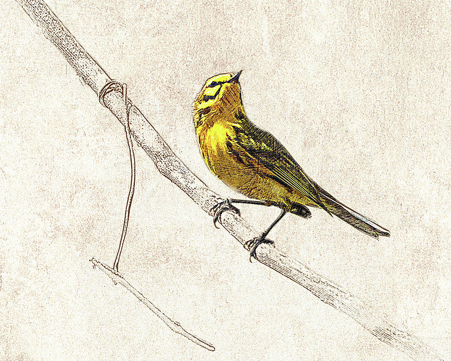 Prairie Warbler Photographic Drawing Photograph by Dawn Currie