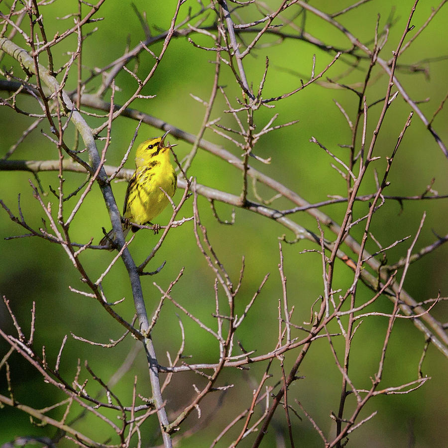 Prairie Warbler square Photograph by Bill Wakeley