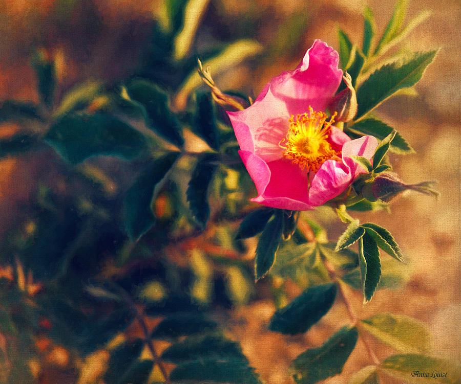 Prairie Wild Rose Photograph by Anna Louise