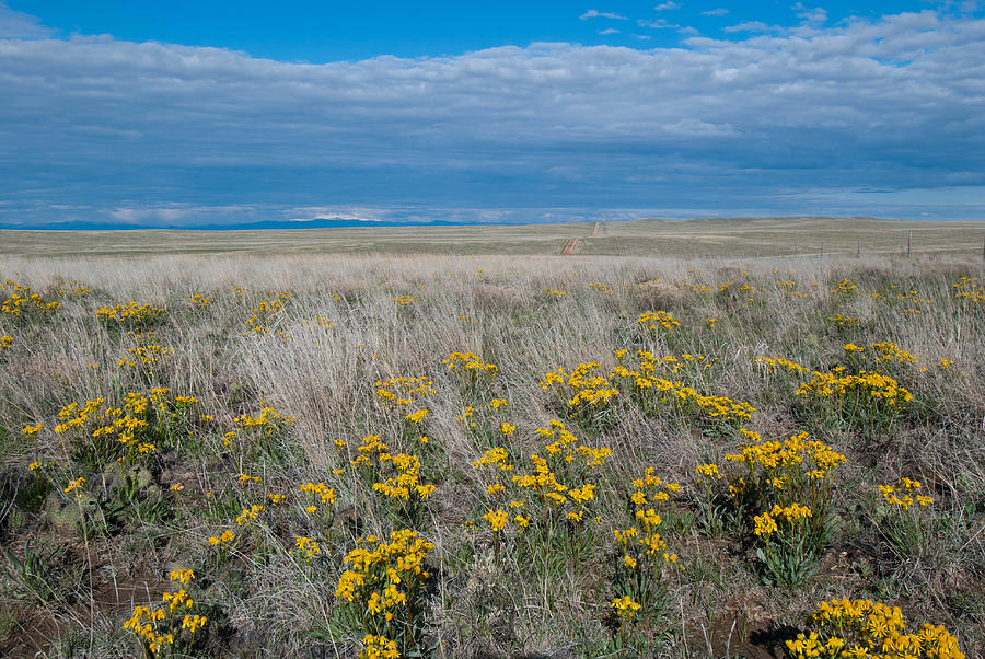 Prairie Wildflower and Sky Landscape Photograph by Cascade Colors