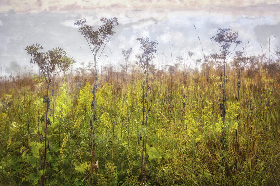 Prairie Wildflowers of Retzer Nature Center  Photograph by Jennifer Rondinelli Reilly - Fine Art Photography