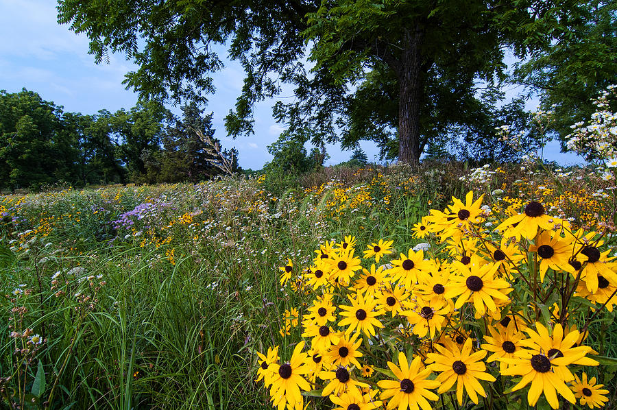 Prairie Wildflowers Photograph by Steve Stuller