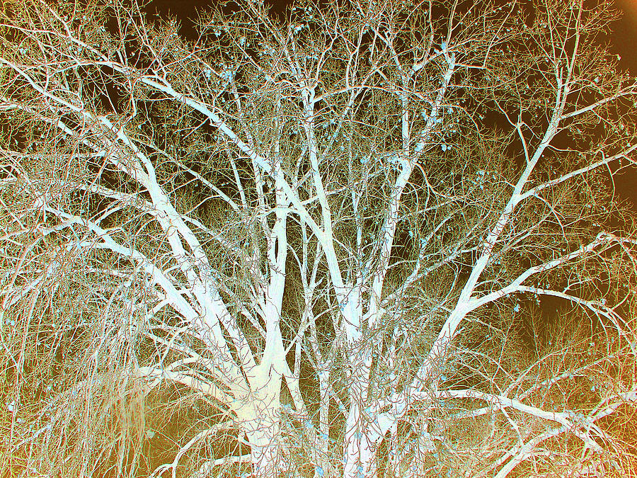Prairie Winter Photograph by Cris Fulton
