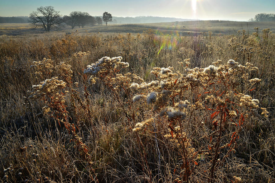 Prairieview Fall Prairie Wildflowers Photograph by Ray Mathis