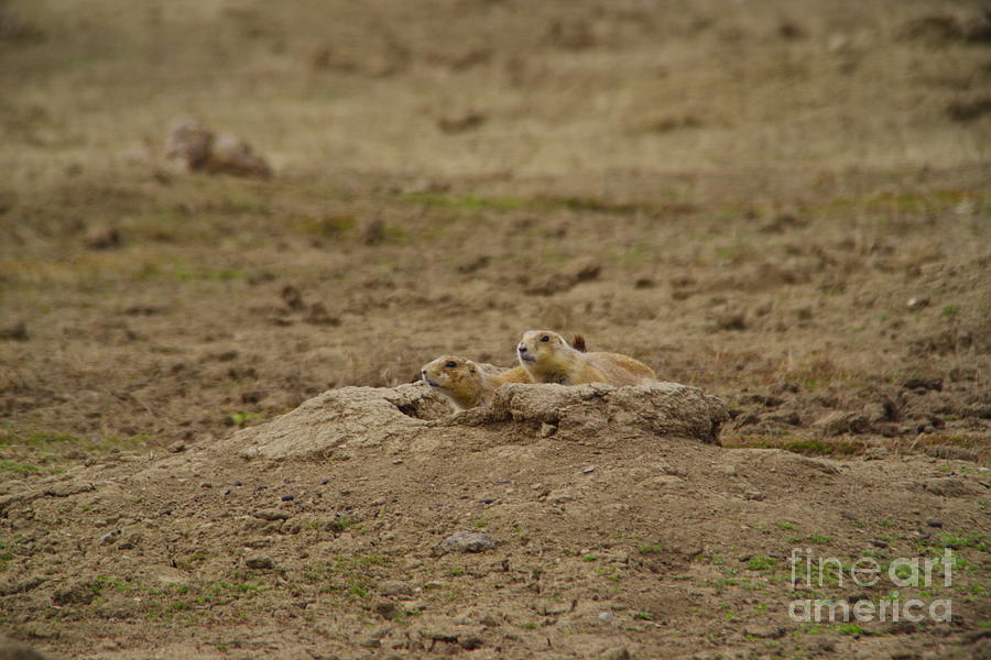 Prairie Dogs Close To The Hole Photograph