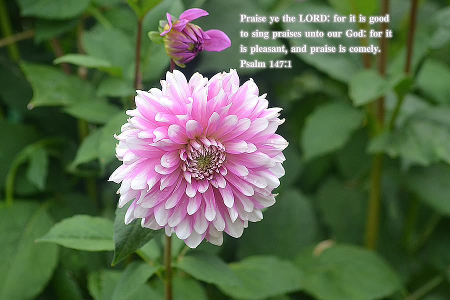 Flower Photograph - Praise The Lord by Danecha Osborne