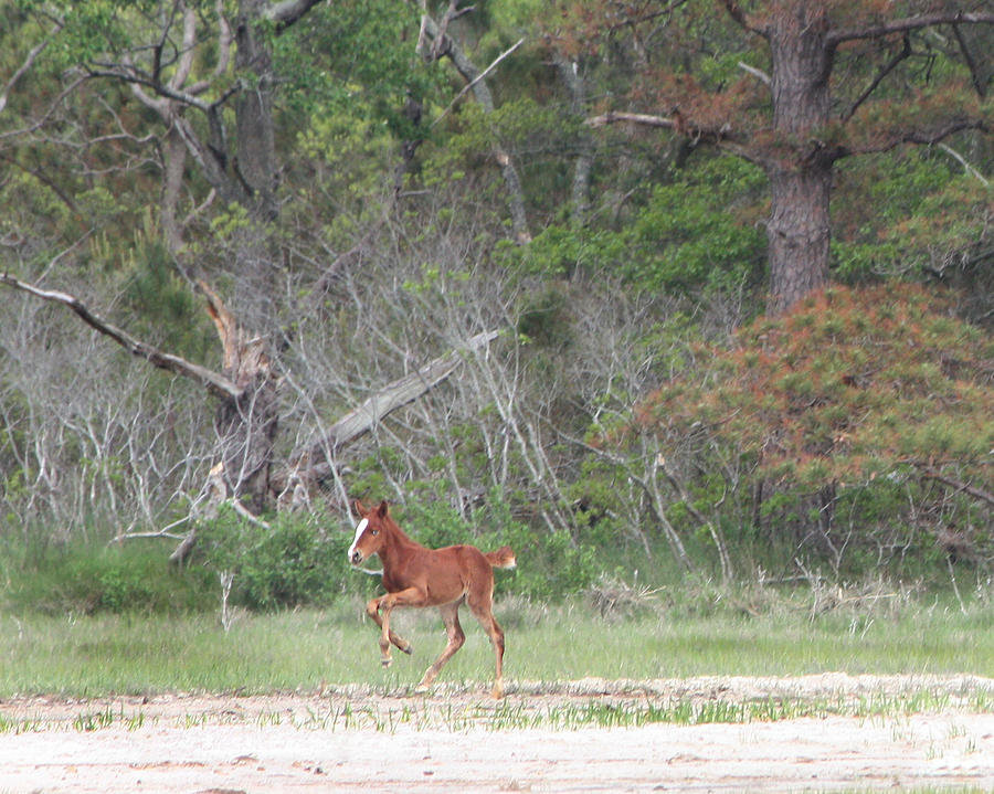 Foal Photograph - Prancer by Captain Debbie Ritter Foal Photograph - Prancer by Captain Debbie Ritter
