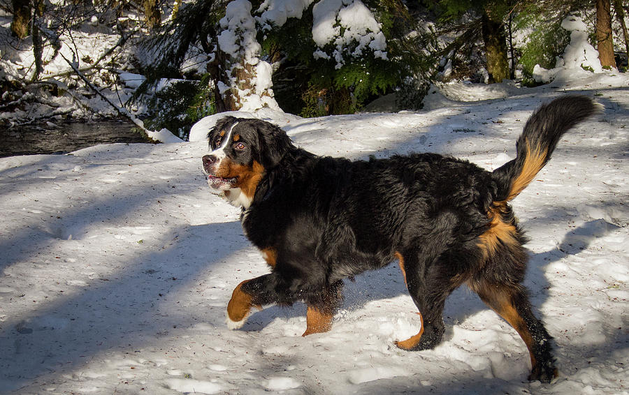 Prancing Bernese Mt Dog Photograph by Jean Noren