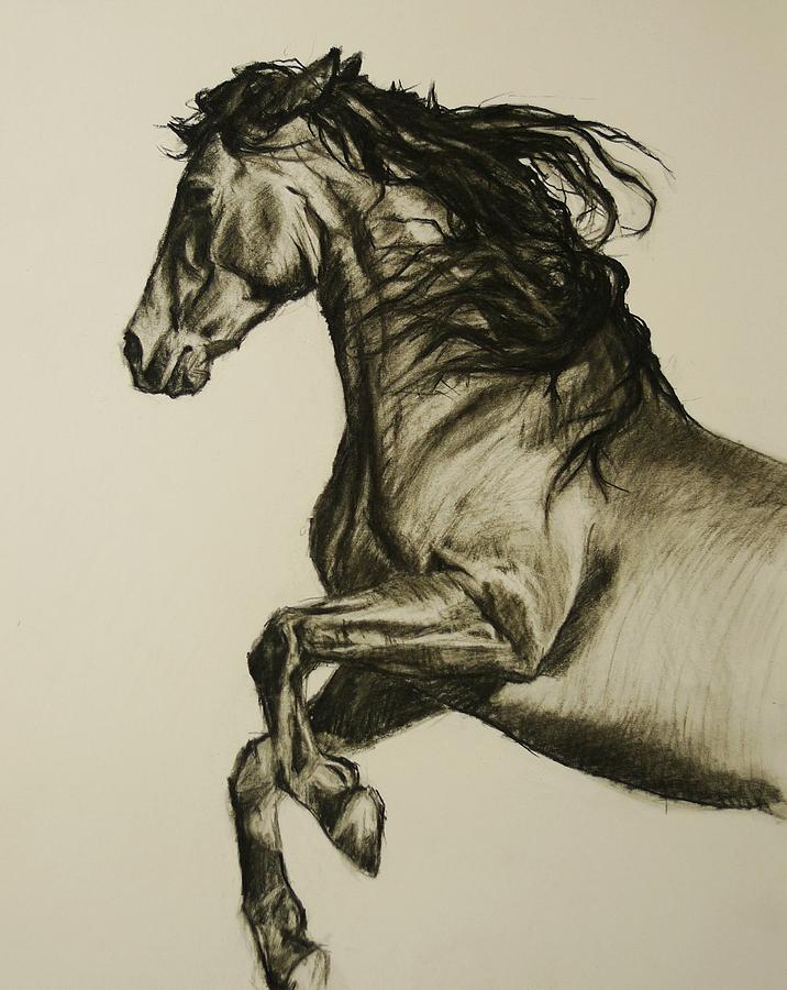 Horse Drawing - Prancing Horse by Veronica Coulston