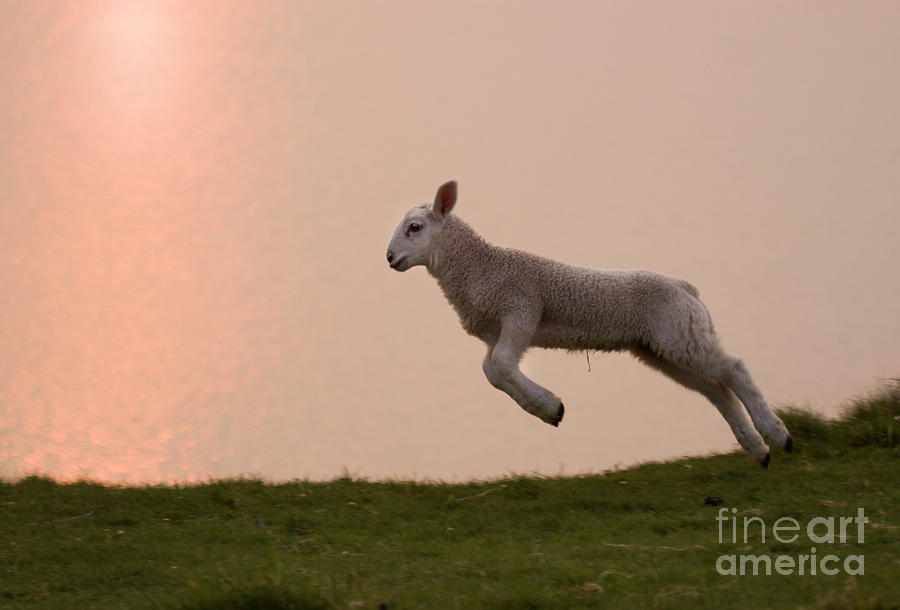 Prancing Lamb Photograph