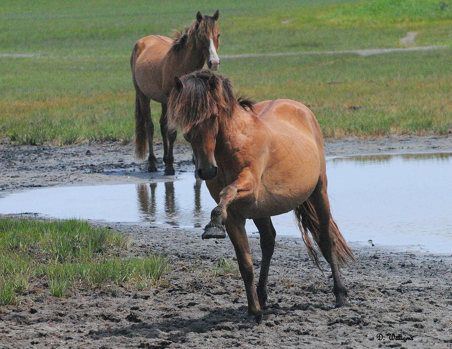 Prancing Pony Photograph by Dan Williams