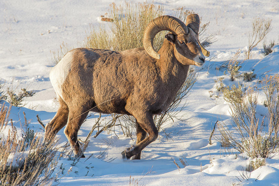 Prancing Ram In Snow Photograph by Yeates Photography