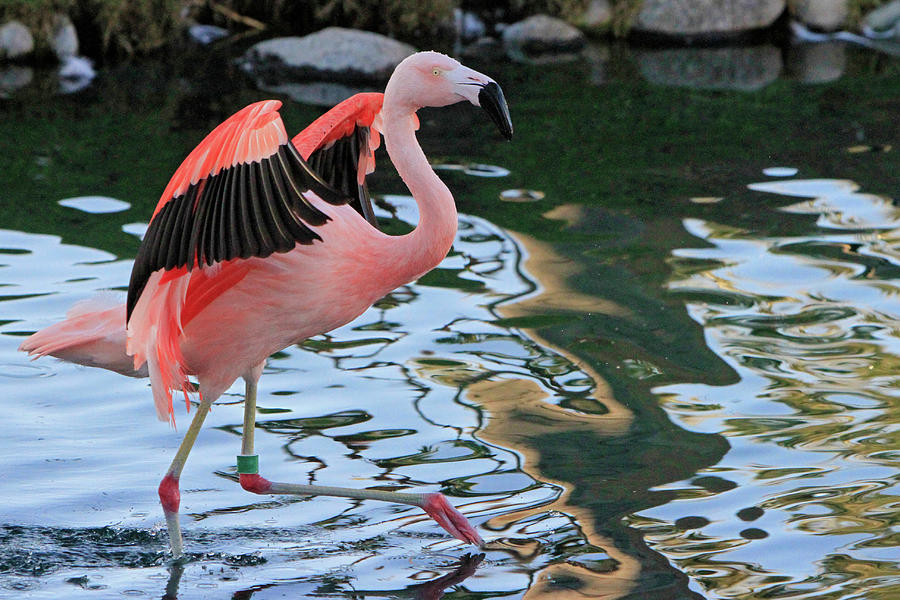 Flamingo Photograph - Prancing by Shoal Hollingsworth