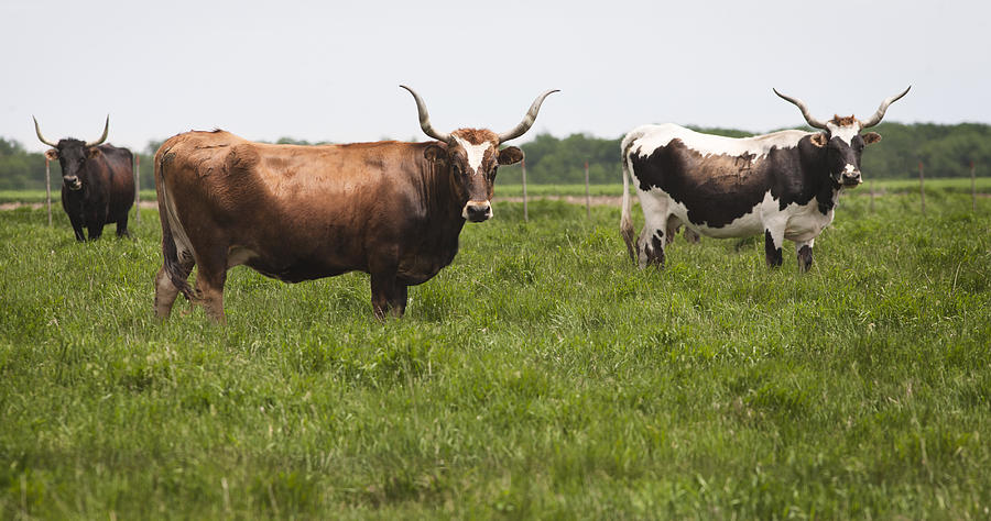Nature Photograph - Prarie Cattle by Patrick Ziegler