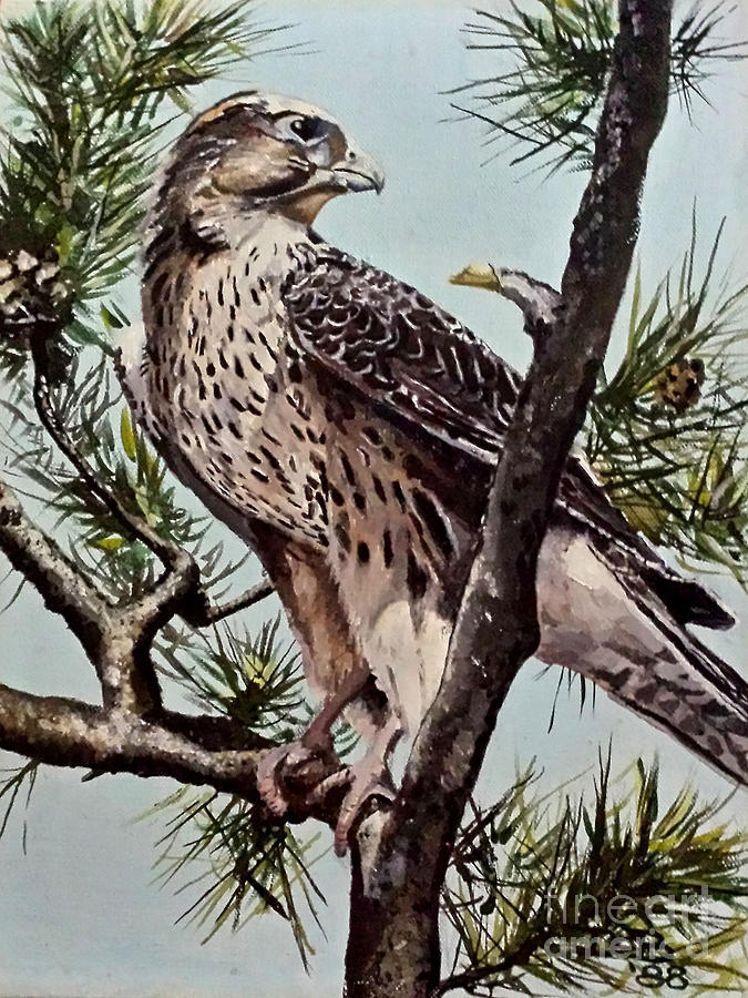 Bird Painting - Prarie Falcon by Deborah Strategier