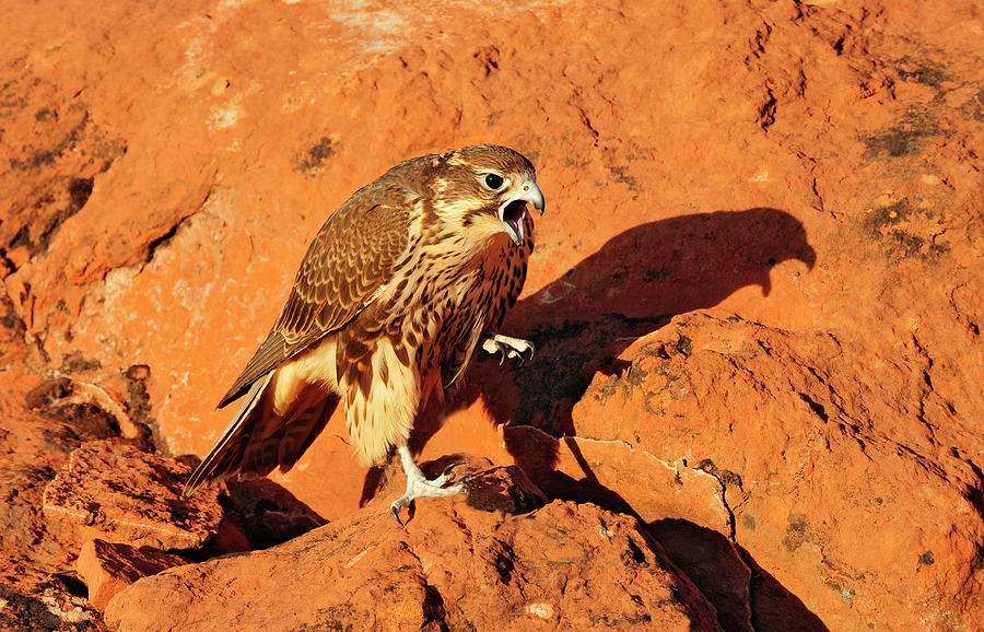 Prarie Falcon Photograph by Dennis Hammer