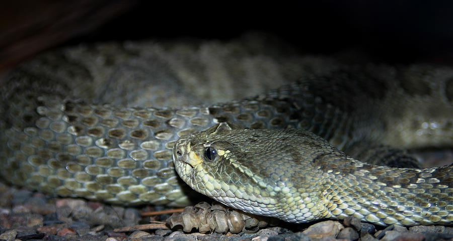 Snake Photograph - Prarie Rattle Snake by Anthony Jones
