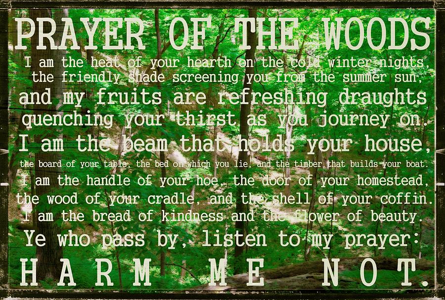 Prayer of the Woods 2.0 Photograph by Michelle Calkins