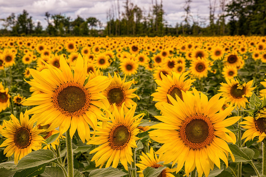 Prayers For Maria Sunflowers Photograph by Dale Kincaid