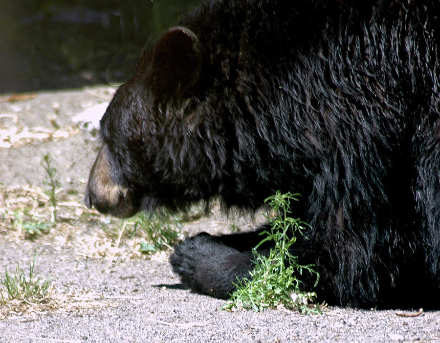 Praying Black Bear Reno Nv Photograph