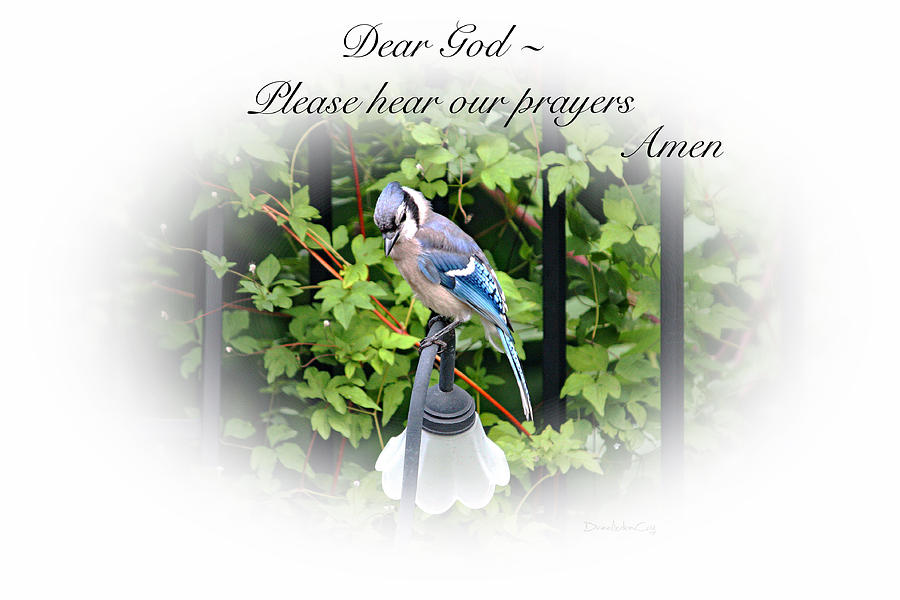 Praying Blue Jay Photograph by Diane Lindon Coy
