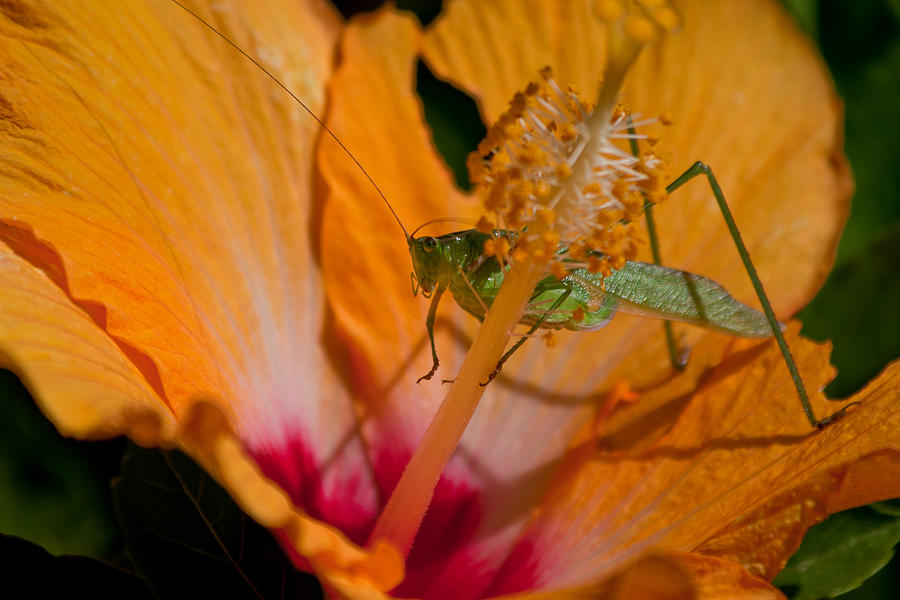 Praying Mantis   Photograph by Roger Mullenhour