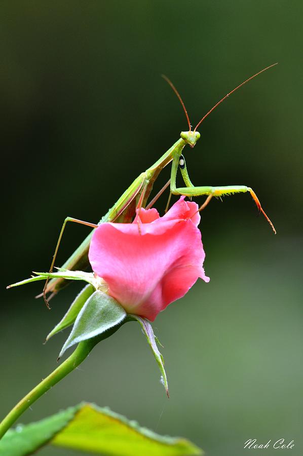 Insects Photograph - Praying Mantis 2 by Noah Cole