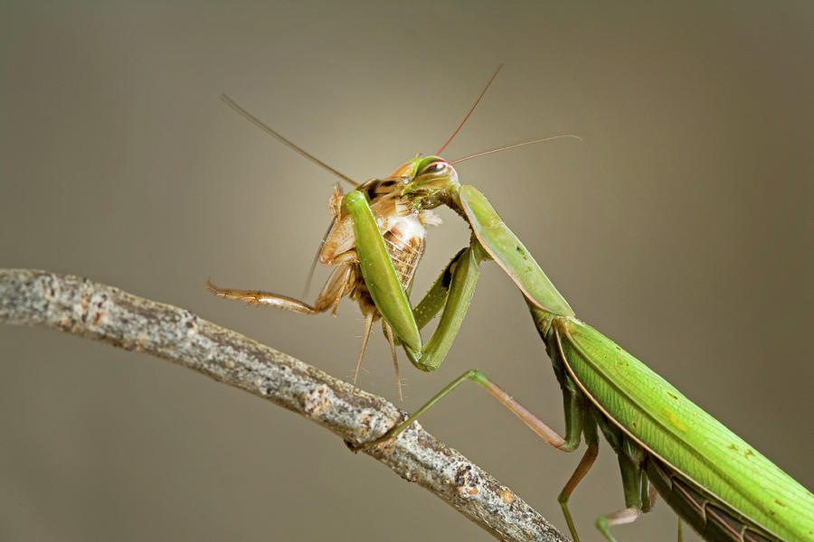 Praying Mantis 20 Photograph by Buddy Mays - Fine Art America