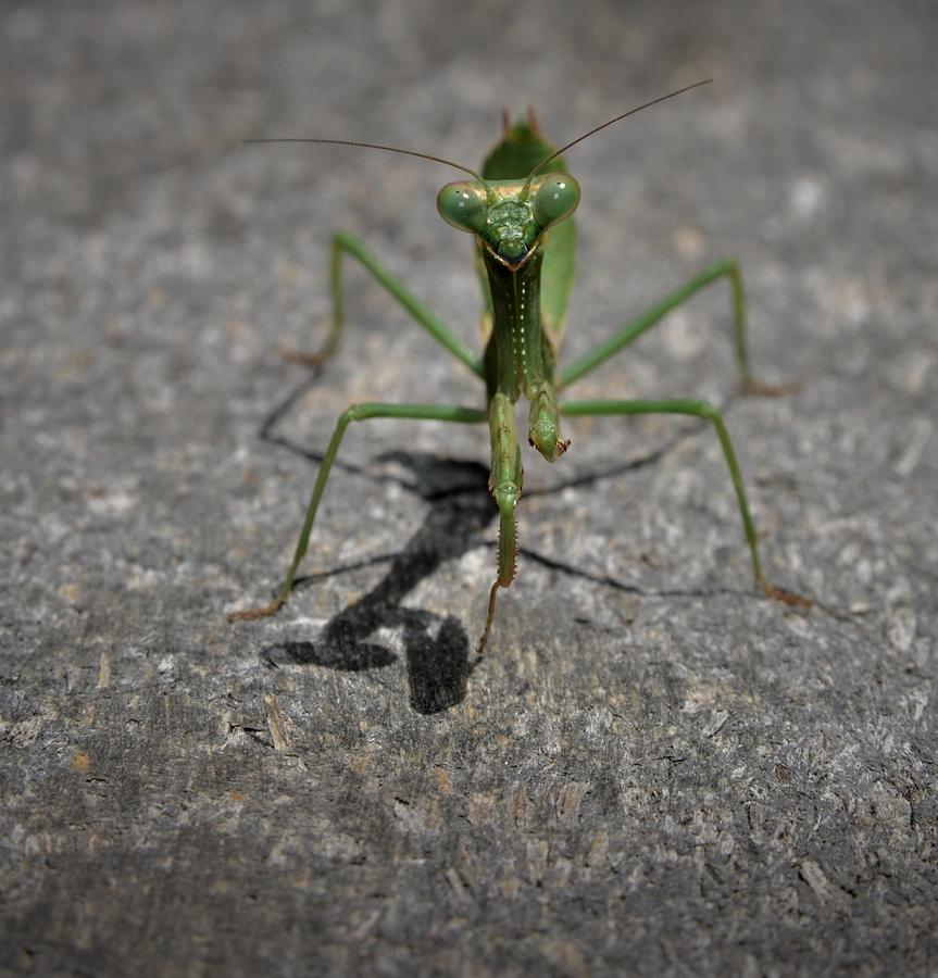 Praying Mantis 6 Photograph by Jean Scherer - Fine Art America