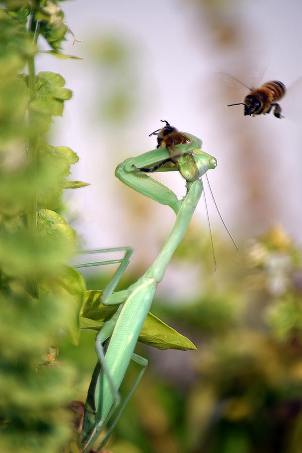 Praying Mantis And Honey Bee Photograph by Frank Wilson