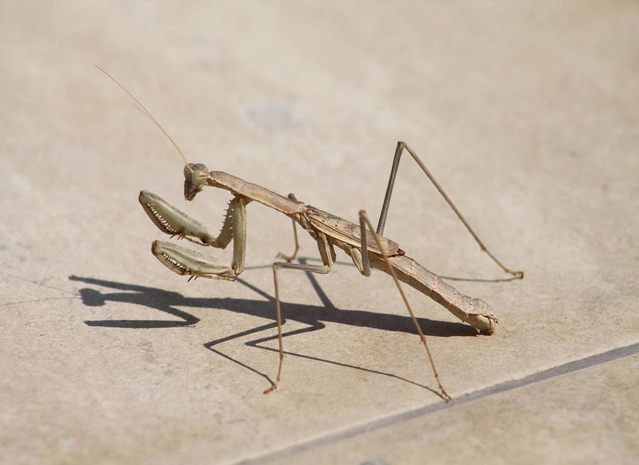 Praying Mantis and Shadow Photograph by Taiche Acrylic Art