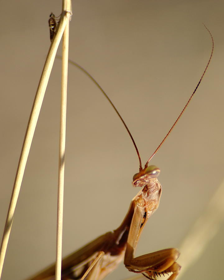 Praying Mantis Photograph by Ben Upham III