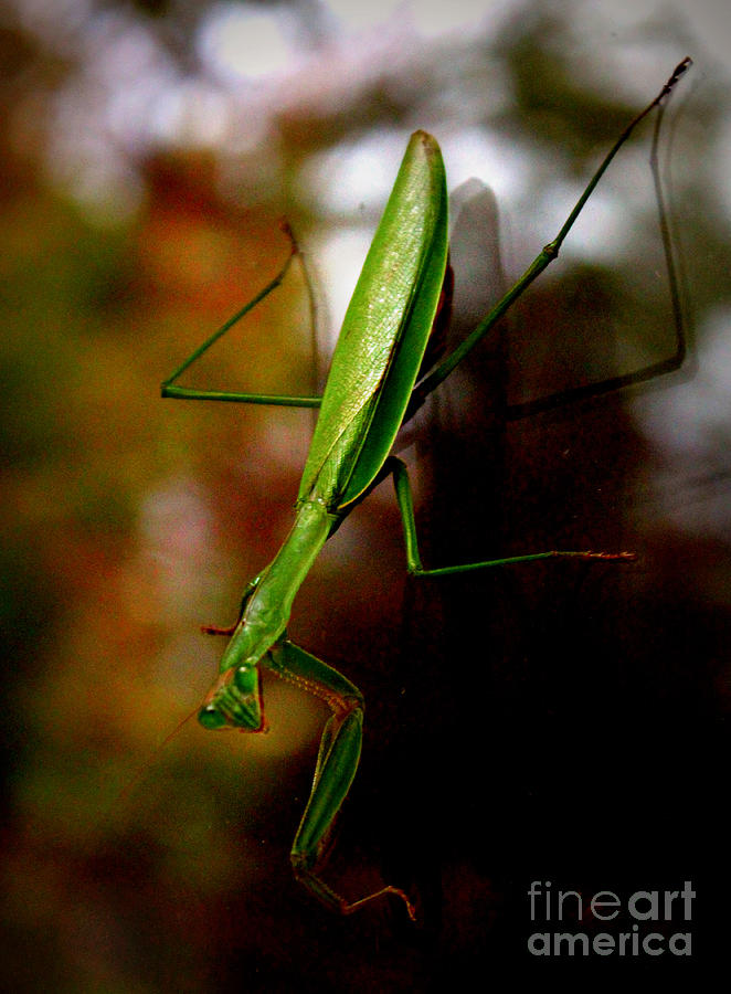 Praying Mantis Photograph by Beth Ferris Sale