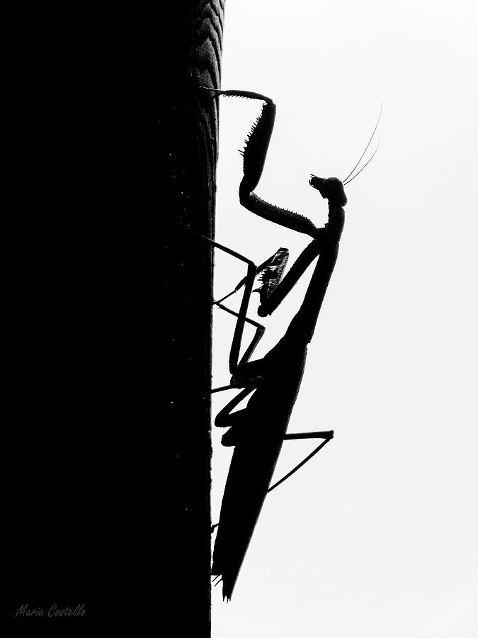 Praying Mantis Black And White Photograph by Maria Costello