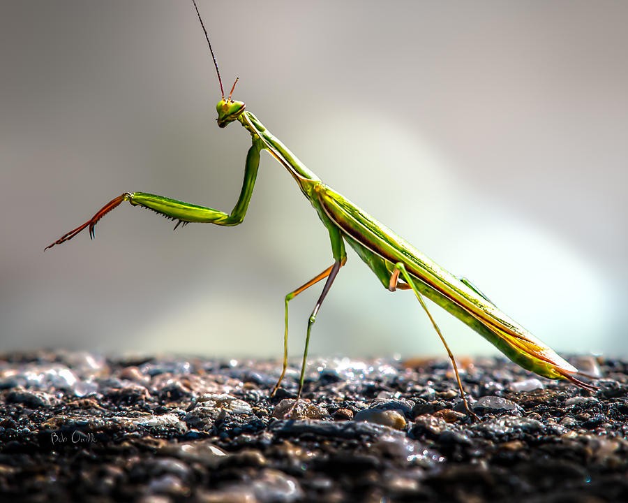 Insects Photograph - Praying Mantis  by Bob Orsillo