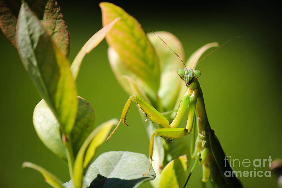 Praying Mantis Photograph by Bret Barton