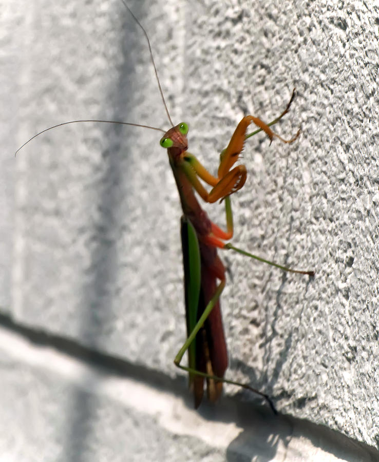 Praying Mantis Photograph by Flees Photos