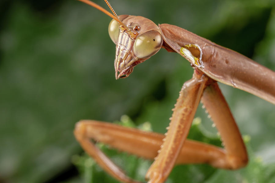 Praying Mantis Closeup Photograph by Brian Hale