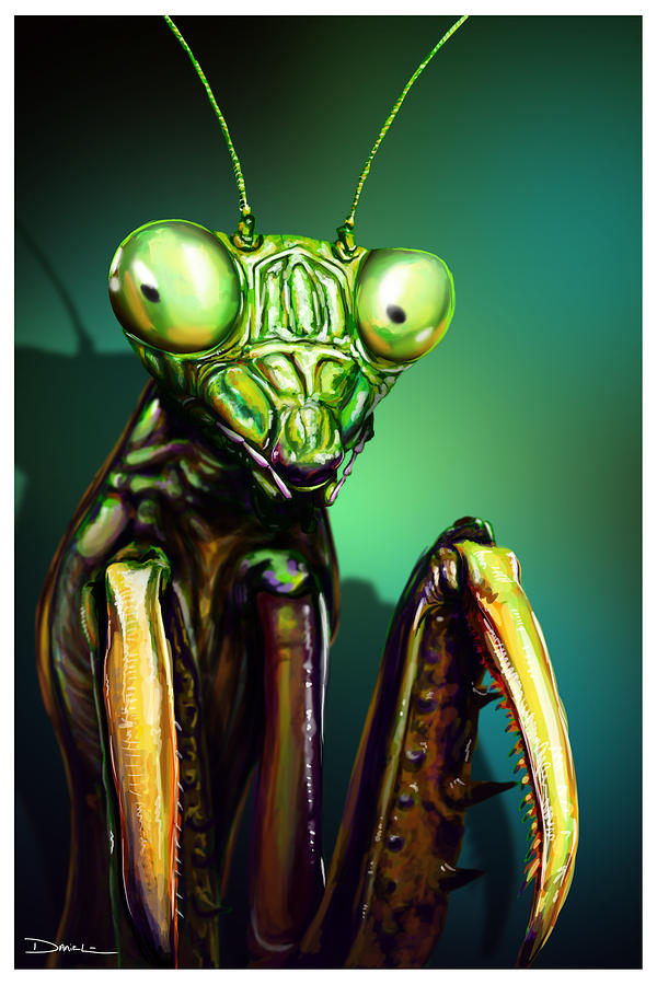 praying mantis face drawing