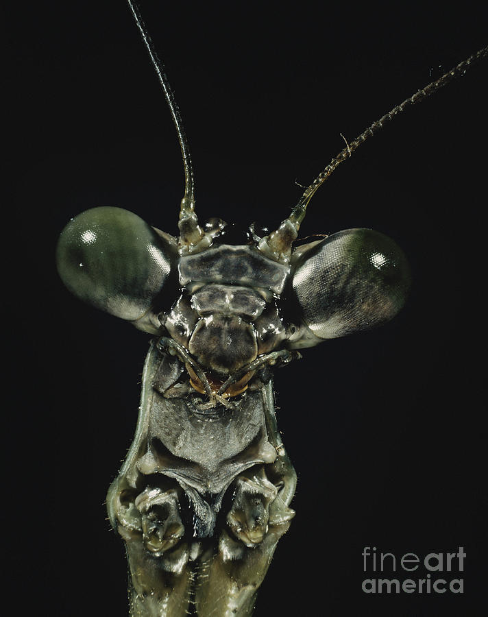 Praying Mantis Photograph by Darwin Dale